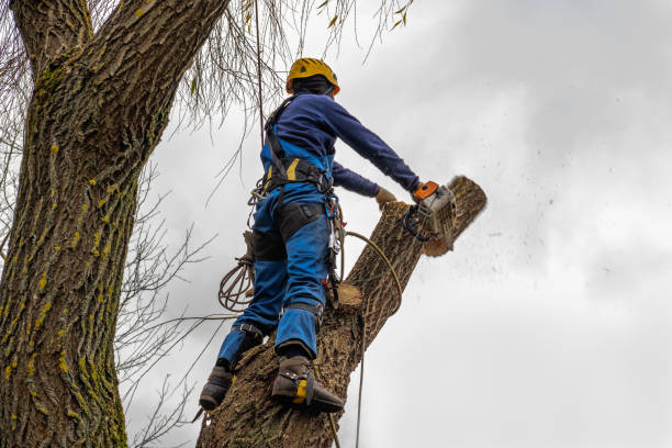 Best Tree Disease Treatment  in Dunstan, ME